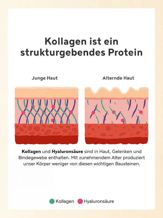 Kollagen ist ein strukturgebendes Protein - Vergleich junger und alternder Haut
